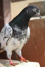 ������ ������� ����� �����