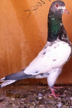 ������ ������� ���� ���