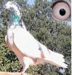 ������ ������� �����