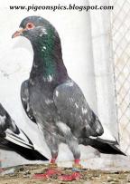 ������ ������� ���� �������